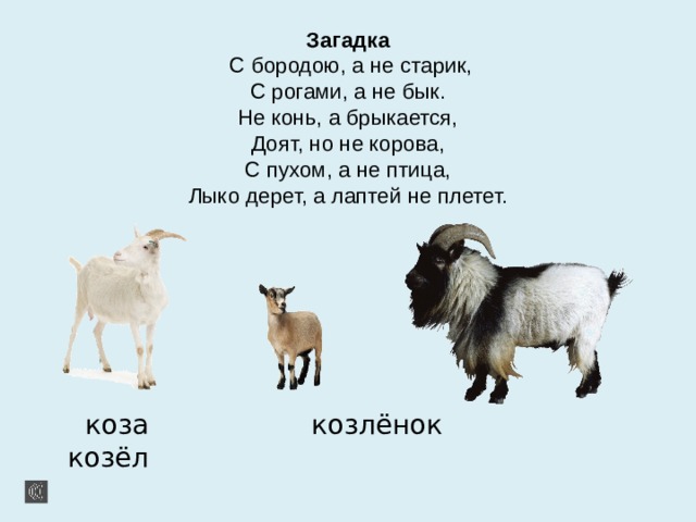 Загадка  С бородою, а не старик,  С рогами, а не бык.  Не конь, а брыкается,  Доят, но не корова,  С пухом, а не птица,  Лыко дерет, а лаптей не плетет.  коза козлёнок козёл 