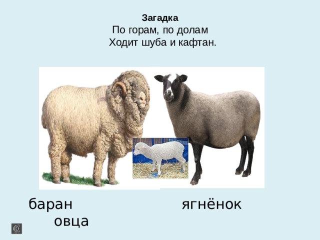 Загадка  По горам, по долам  Ходит шуба и кафтан.  баран ягнёнок овца 