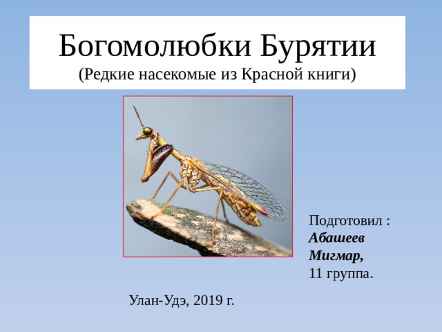 Богомолюбки Бурятии  (Редкие насекомые из Красной книги) Подготовил : Абашеев Мигмар,  11 группа.  Улан-Удэ, 2019 г. 
