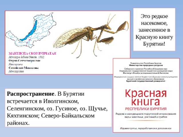 Это редкое насекомое, занесенное в Красную книгу Бурятии! Распространение . В Бурятии встречается в Иволгинском, Селенгинском, оз. Гусиное, оз. Щучье, Кяхтинском; Северо-Байкальском районах. 
