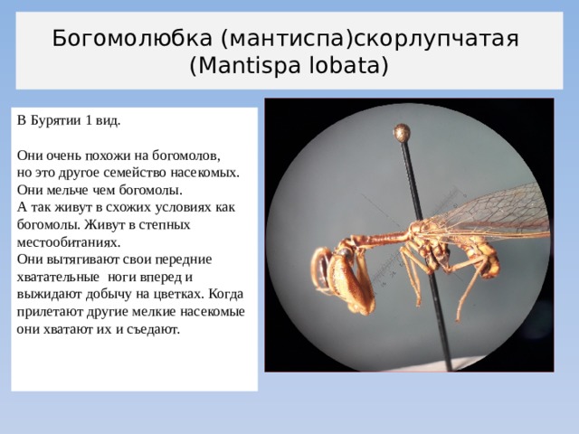 Богомолюбка (мантиспа)скорлупчатая  (Mantispa lobata) В Бурятии 1 вид. Они очень похожи на богомолов, но это другое семейство насекомых. Они мельче чем богомолы. А так живут в схожих условиях как богомолы. Живут в степных местообитаниях. Они вытягивают свои передние хватательные ноги вперед и выжидают добычу на цветках. Когда прилетают другие мелкие насекомые они хватают их и съедают. 