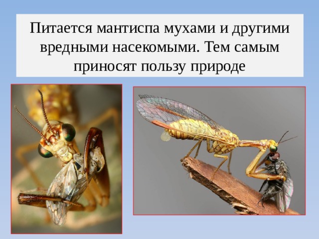 Питается мантиспа мухами и другими вредными насекомыми. Тем самым приносят пользу природе 