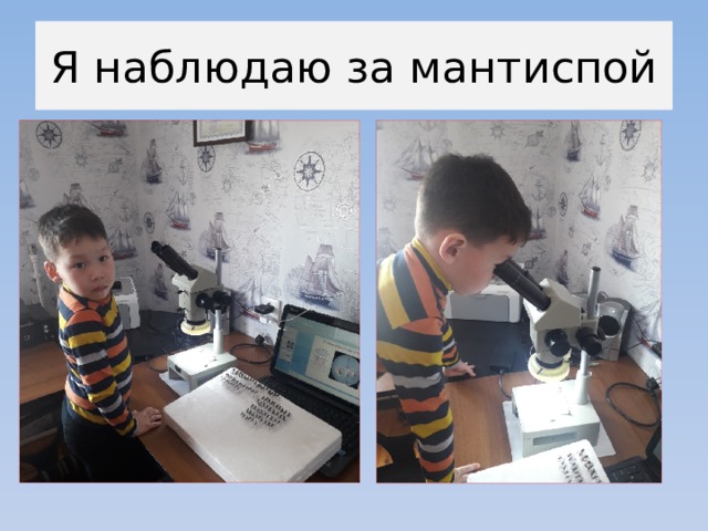 Я наблюдаю за мантиспой 