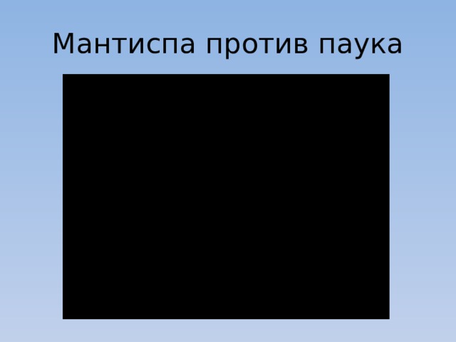 Мантиспа против паука 