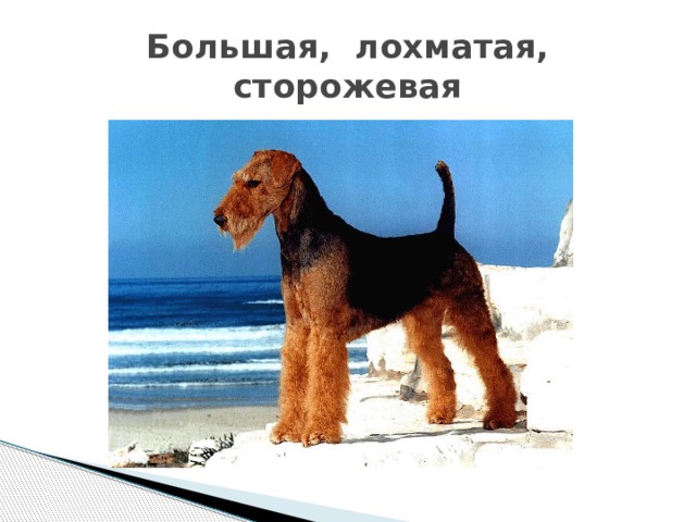 Большая, лохматая, сторожевая