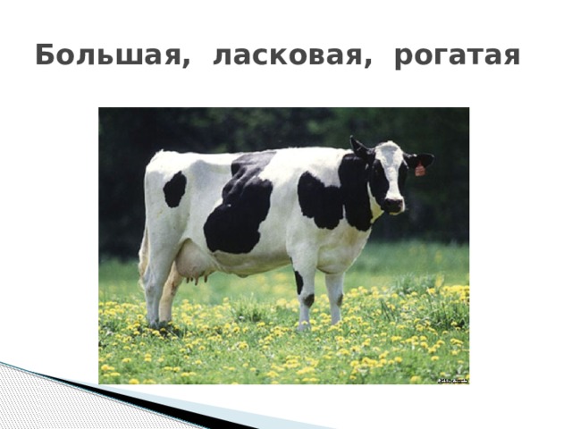 Большая, ласковая, рогатая