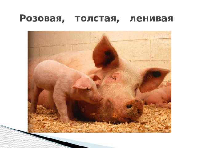 Розовая, толстая, ленивая