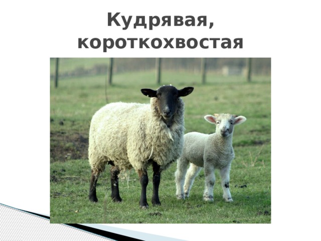 Кудрявая, короткохвостая
