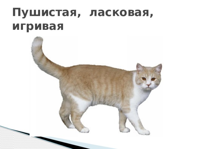Пушистая, ласковая, игривая