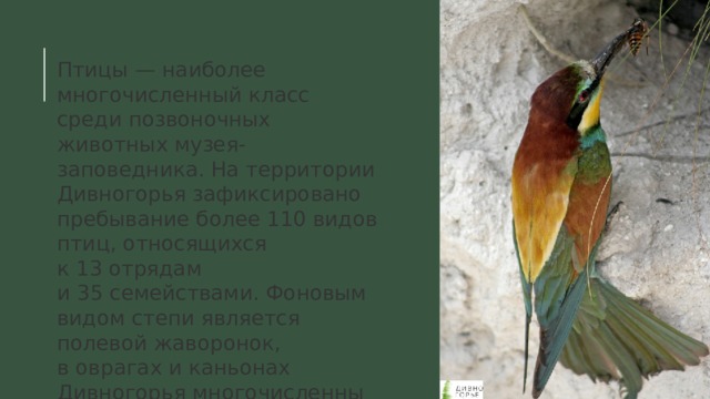 Птицы — наиболее многочисленный класс среди позвоночных животных музея-заповедника. На территории Дивногорья зафиксировано пребывание более 110 видов птиц, относящихся к 13 отрядам и 35 семействами. Фоновым видом степи является полевой жаворонок, в оврагах и каньонах Дивногорья многочисленны золотистые щурки. 