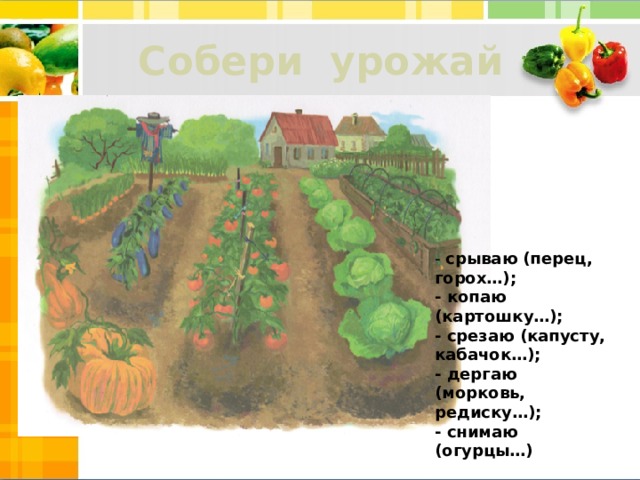 Собери урожай - срываю (перец, горох…); - копаю (картошку…); - срезаю (капусту, кабачок…); - дергаю (морковь, редиску…); - снимаю (огурцы…) 