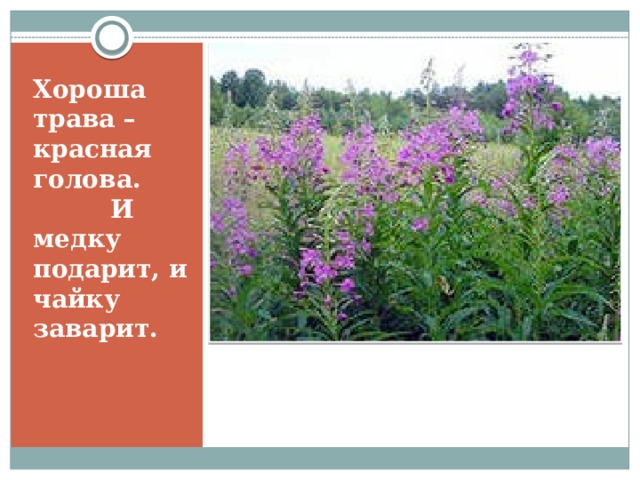 Хороша трава – красная голова. И медку подарит, и чайку заварит. Иван- чай 