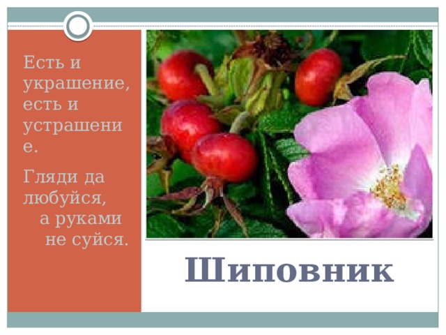 Есть и украшение, есть и устрашение. Гляди да любуйся, а руками не суйся. Шиповник 