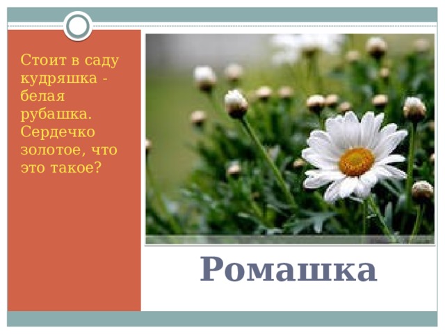 Стоит в саду кудряшка - белая рубашка.   Сердечко золотое, что это такое? Ромашка 