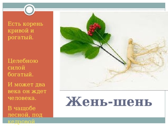 Есть корень кривой и рогатый. Целебною силой богатый. И может два века он ждет человека. В чащобе лесной, под кедровой сосной. Жень-шень 