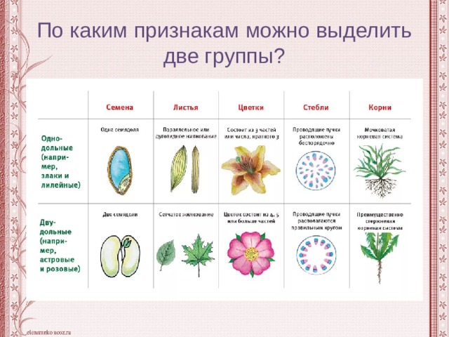 По каким признакам можно выделить две группы? 
