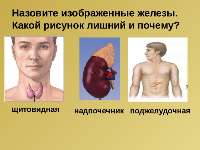 Назовите изображенные железы. Какой рисунок лишний и почему? щитовидная надпочечник поджелудочная 