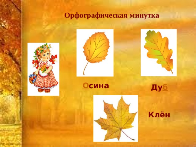Орфографическая минутка О сина Ду б Клён 