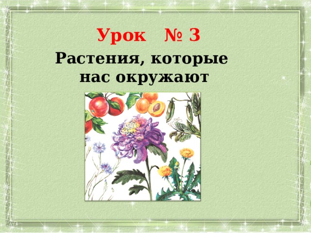 Урок № 3   Растения, которые нас окружают 