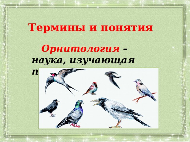 Термины и понятия    Орнитология – наука, изучающая птиц 