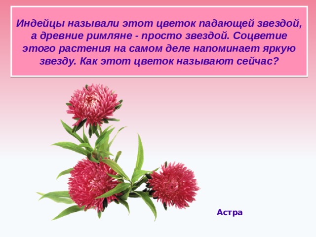 Индейцы называли этот цветок падающей звездой, а древние римляне - просто звездой. Соцветие этого растения на самом деле напоминает яркую звезду. Как этот цветок называют сейчас?   Астра  