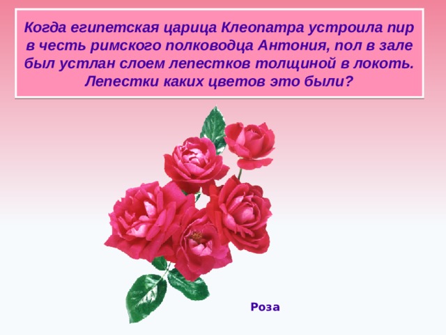 Когда египетская царица Клеопатра устроила пир в честь римского полководца Антония, пол в зале был устлан слоем лепестков толщиной в локоть. Лепестки каких цветов это были?   Роза  