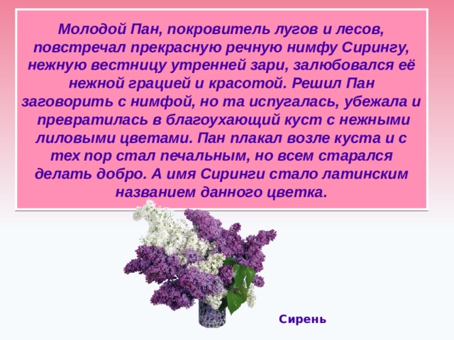 Молодой Пан, покровитель лугов и лесов, повстречал прекрасную речную нимфу Сирингу, нежную вестницу утренней зари, залюбовался её нежной грацией и красотой. Решил Пан заговорить с нимфой, но та испугалась, убежала и превратилась в благоухающий куст с нежными лиловыми цветами. Пан плакал возле куста и с тех пор стал печальным, но всем старался делать добро. А имя Сиринги стало латинским названием данного цветка.   Сирень  