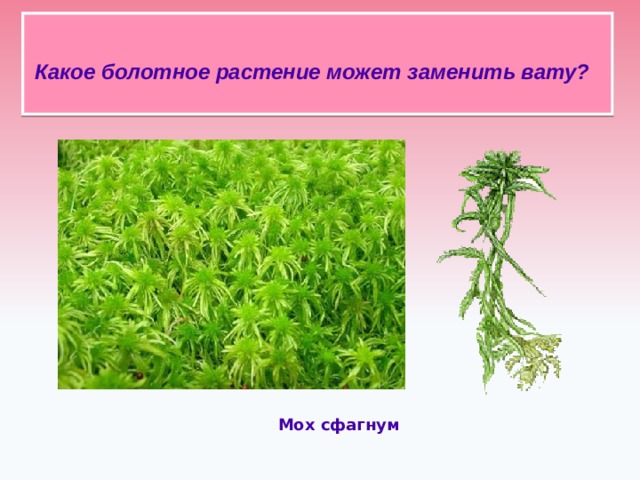 Какое болотное растение может заменить вату?    Мох сфагнум 
