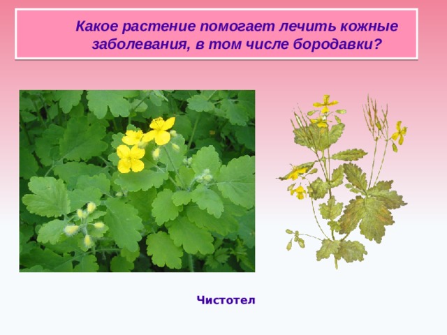  Какое растение помогает лечить кожные заболевания, в том числе бородавки?     Чистотел 