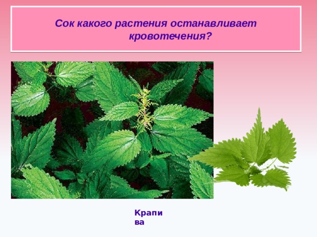 Сок какого растения останавливает кровотечения?   Крапива 