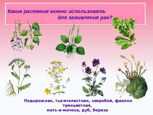 Какие растения можно использовать для заживления ран?   Подорожник, тысячелистник, зверобой, фиалка трехцветная, мать-и-мачеха, дуб, береза  