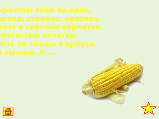 Вырастаю всем на диво, Высока, стройна, красива. Прячу в светлые перчатки, Золотистые початки. Пусть не слаще я арбуза, Но сытней. Я ...   