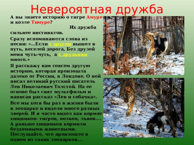 Невероятная дружба А вы знаете историю о тигре Амуре и козле Тимуре ? Их дружба сильнее инстинктов. Сразу вспоминаются слова из песни: «…Если с другом вышел в путь, веселей дорога, Без друзей меня чуть-чуть, а с друзьями много.» Я расскажу вам совсем другую историю, которая произошла далеко от России, в Лондоне. О ней писал великий русский писатель Лев Николаевич Толстой. На ее основе был снят мультфильм и написан рассказ «Лев и собачка». Все мы хотя бы раз в жизни были в зоопарке и видели много разных зверей. И я часто видел как кормят хищников: тигров, волков, львов…. А раньше хищников кормили бездомными животными. Послушайте, что произошло в одном из таких зоопарков…. 