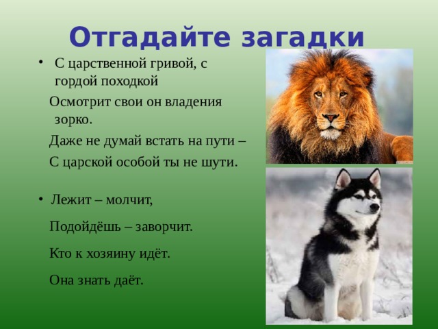 Отгадайте загадки С царственной гривой, с гордой походкой  Осмотрит свои он владения зорко.  Даже не думай встать на пути –  С царской особой ты не шути.  Лежит – молчит,  Подойдёшь – заворчит.  Кто к хозяину идёт.  Она знать даёт. 
