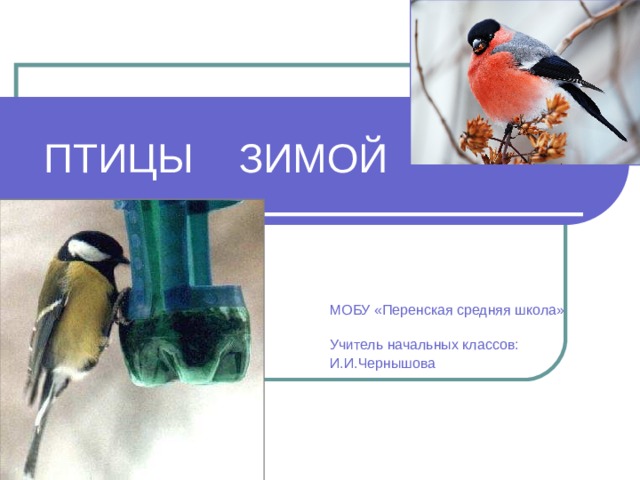 ПТИЦЫ ЗИМОЙ  МОБУ «Перенская средняя школа» школа  Учитель начальных классов:  И.И.Чернышова 