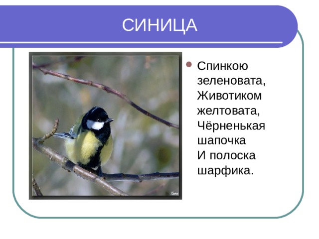 СИНИЦА Спинкою зеленовата,  Животиком желтовата,  Чёрненькая шапочка  И полоска шарфика.   