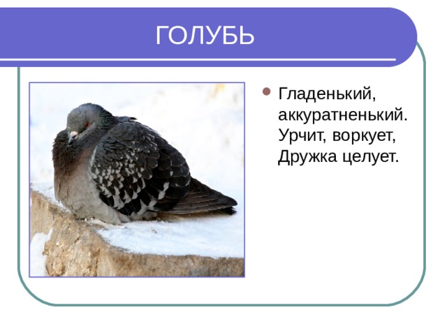ГОЛУБЬ Гладенький, аккуратненький. Урчит, воркует, Дружка целует. 