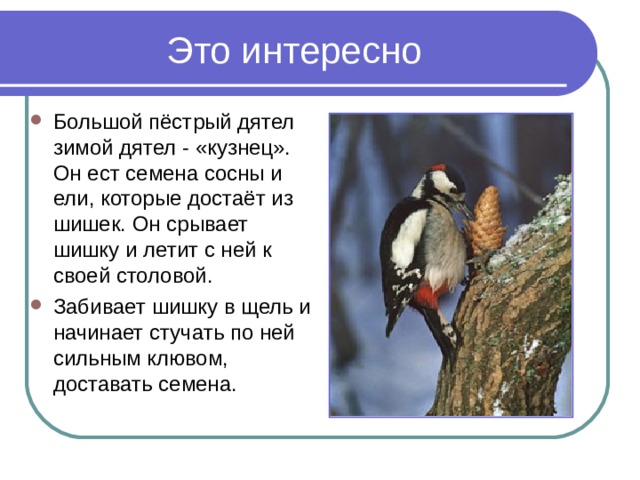 Это интересно Большой пёстрый дятел зимой дятел - «кузнец». Он ест семена сосны и ели, которые достаёт из шишек. Он срывает шишку и летит с ней к своей столовой. Забивает шишку в щель и начинает стучать по ней сильным клювом, доставать семена.  