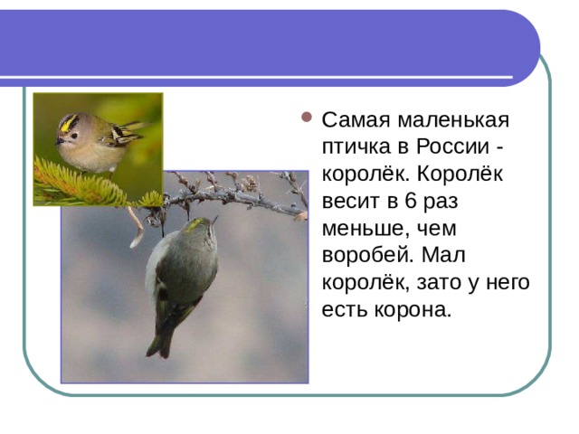Самая маленькая птичка в России - королёк. Королёк весит в 6 раз меньше, чем воробей. Мал королёк, зато у него есть корона. 