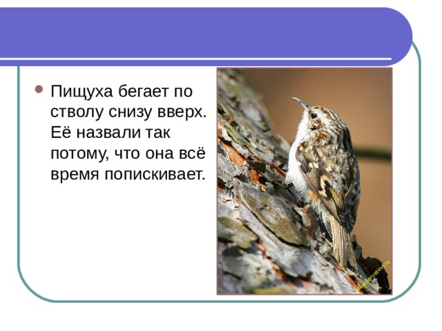 Пищуха бегает по стволу снизу вверх. Её назвали так потому, что она всё время попискивает. 