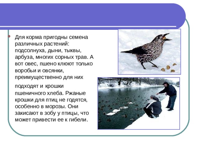 Для корма пригодны семена различных растений: подсолнуха, дыни, тыквы, арбуза, многих сорных трав. А вот овес, пшено клюют только воробьи и овсянки, преимущественно для них подходят и  крошки пшеничного хлеба. Ржаные крошки для птиц не годятся, особенно в морозы. Они закисают в зобу у птицы, что может привести ее к гибели.  