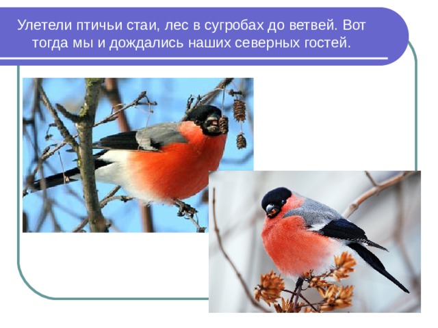 Улетели птичьи стаи, лес в сугробах до ветвей. Вот тогда мы и дождались наших северных гостей. 