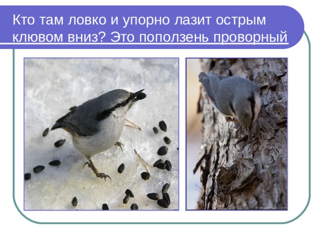 Кто там ловко и упорно лазит острым клювом вниз? Это поползень проворный 