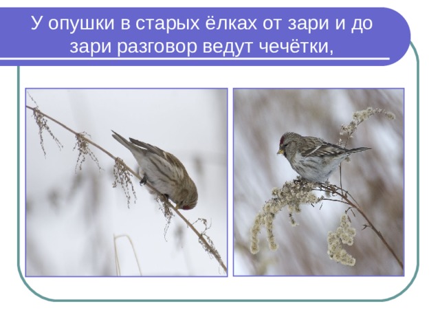 У опушки в старых ёлках от зари и до зари разговор ведут чечётки, 