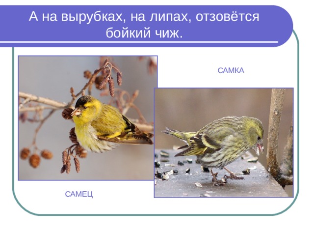 А на вырубках, на липах, отзовётся бойкий чиж. САМКА САМЕЦ 