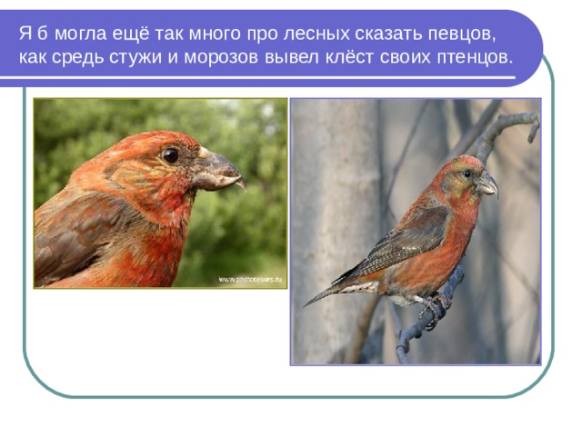 Я б могла ещё так много про лесных сказать певцов, как средь стужи и морозов вывел клёст своих птенцов. 