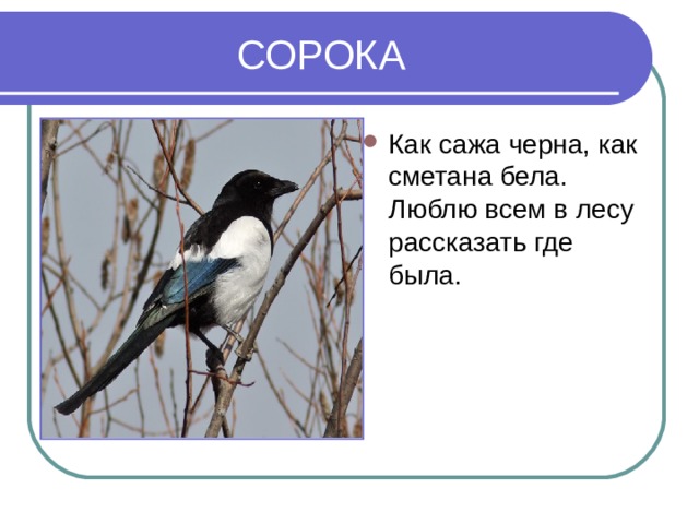 СОРОКА Как сажа черна, как сметана бела. Люблю всем в лесу рассказать где была. 