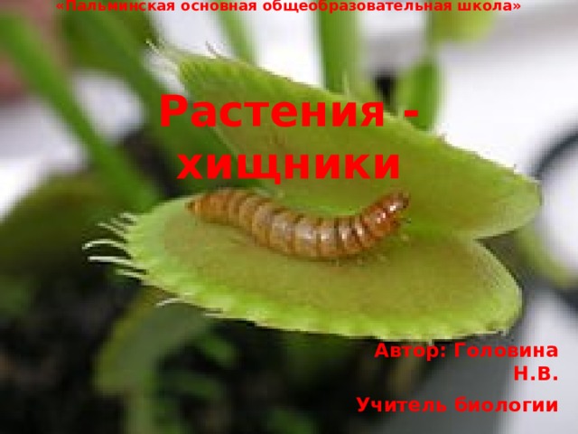 Муниципальное казённое общеобразовательное учреждение  «Пальминская основная общеобразовательная школа»      Растения - хищники Автор: Головина Н.В. Учитель биологии 