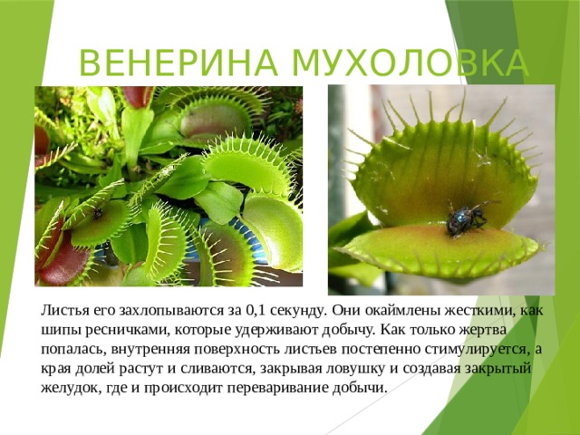 ВЕНЕРИНА МУХОЛОВКА Листья его захлопываются за 0,1 секунду. Они окаймлены жесткими, как шипы ресничками, которые удерживают добычу. Как только жертва попалась, внутренняя поверхность листьев постепенно стимулируется, а края долей растут и сливаются, закрывая ловушку и создавая закрытый желудок, где и происходит переваривание добычи. 