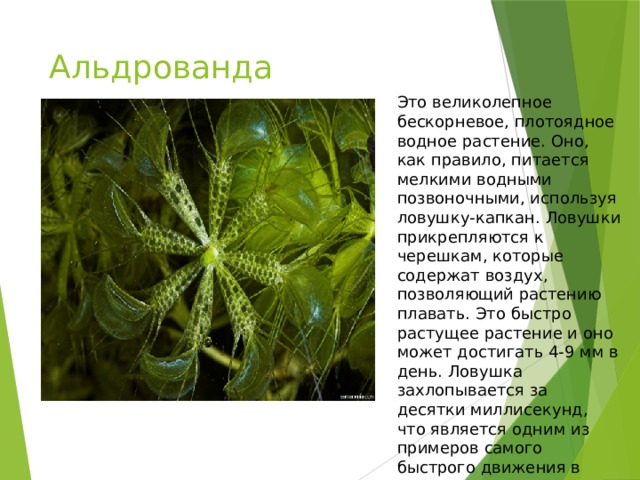 Альдрованда пузырчатая Это великолепное бескорневое, плотоядное водное растение. Оно, как правило, питается мелкими водными позвоночными, используя ловушку-капкан. Ловушки прикрепляются к черешкам, которые содержат воздух, позволяющий растению плавать. Это быстро растущее растение и оно может достигать 4-9 мм в день. Ловушка захлопывается за десятки миллисекунд, что является одним из примеров самого быстрого движения в животном мире.     